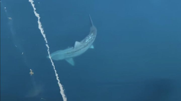Graban a un tiburón gigante: cercano al megalodón