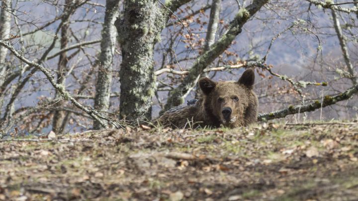Herida grave una mujer tras el ataque de un oso en Cangas del Narcea