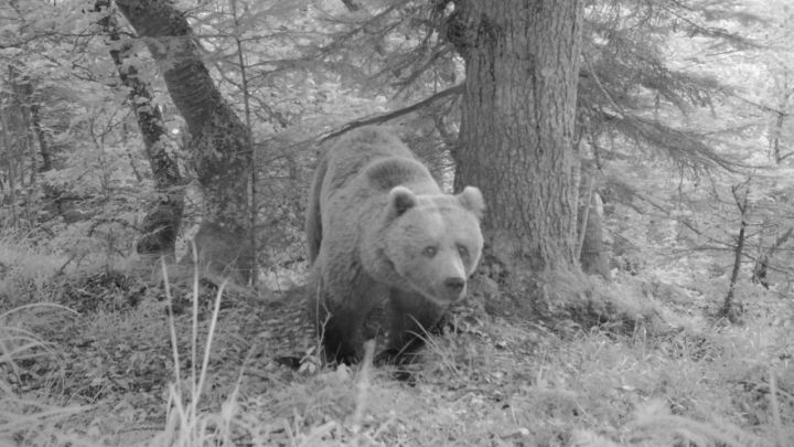 El oso que atacó a una mujer en Asturias es probablemente un macho en celo