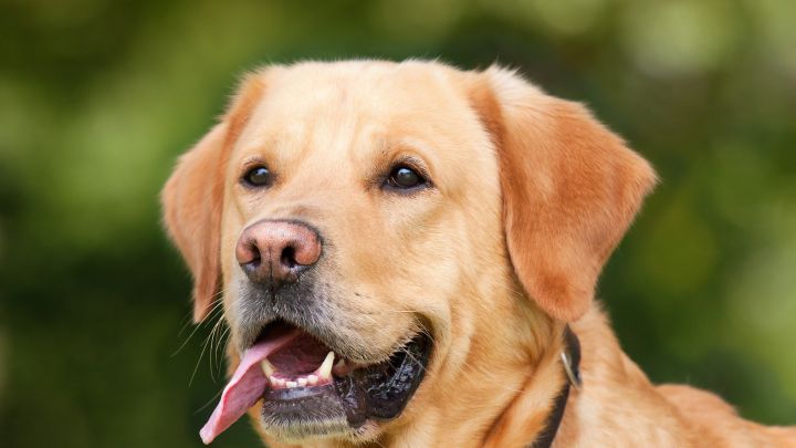 Las razas de perros que menos ladran: ¿cuáles son los más tranquilos?