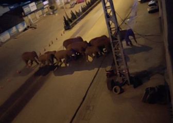 El recorrido de una manada de elefantes asusta en China