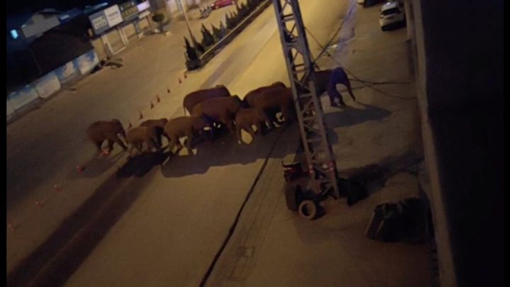 El recorrido de una manada de elefantes asusta en China