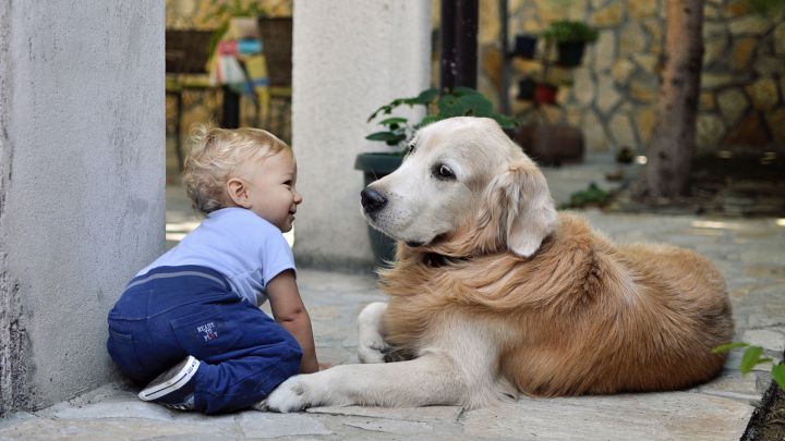 Las razas de perros que mejor se llevan con los niños: ¿cuáles son y en qué habilidades destacan?