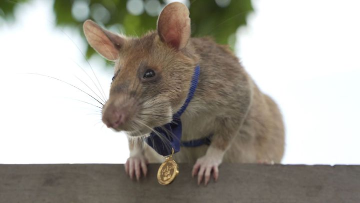 Se jubila Magawa, la rata busca minas antipersonas