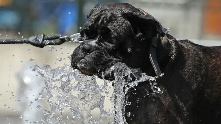 Los perros que más sufren el calor