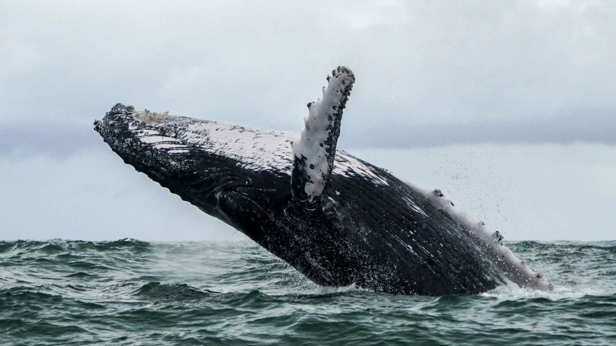 Independencia bosquejo Negociar El polémico experimento de Noruega con los sonidos de ballena - AS.com