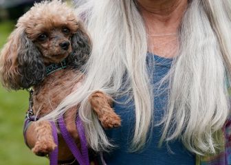 cuál es el mejor perro faldero que no suelta pelo