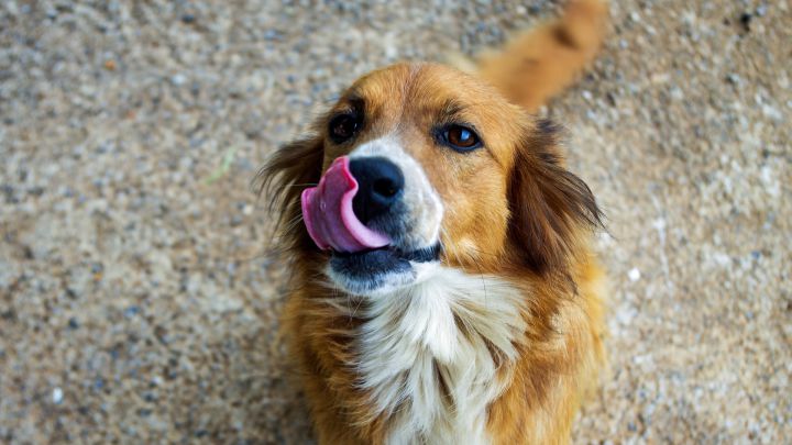Las razas de perros que mejor se adaptan a un piso: ¿cuáles son y qué debemos tener en cuenta?