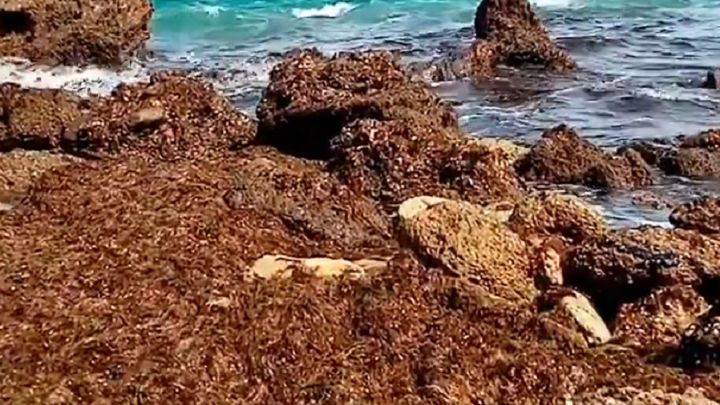 Rugulopteryx okamurae: el alga invasora que amenaza a España