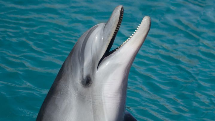 Aviso a los bañistas en Galicia: prohibido jugar con el delfín Manoliño