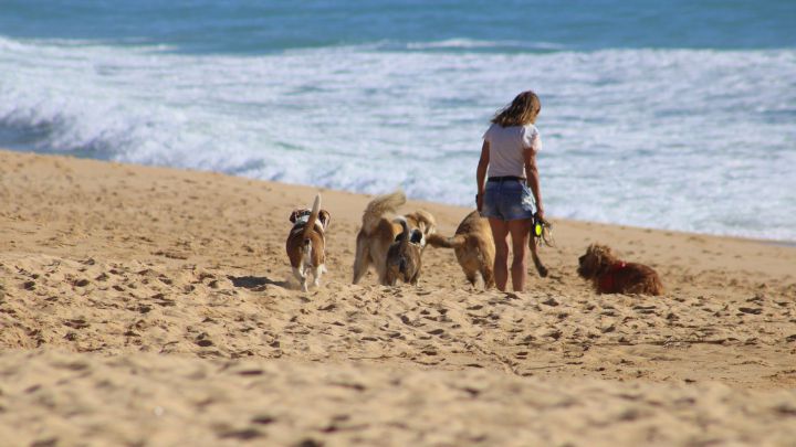 James Dyson Frente al mar ilegal Playas para perros en España: lista completa, cuáles son las mejores, dónde  están y qué horarios tienen - AS.com