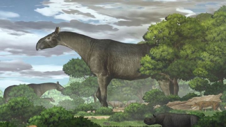 Descubren una nueva especie de rinoceronte gigante