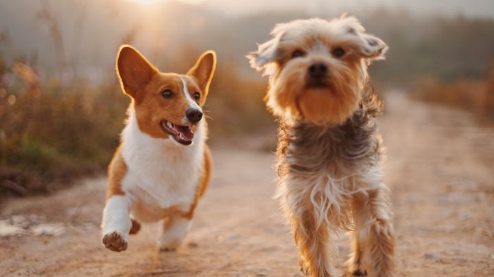Las razas de perros más longevas: ¿cuáles son y cuántos años pueden vivir?