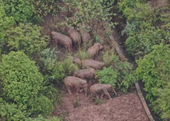 El misterio de la manada de elefantes continúa