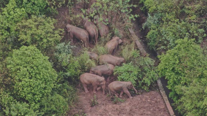 La manada de elefantes de China ya lleva más de 500 kilómetros