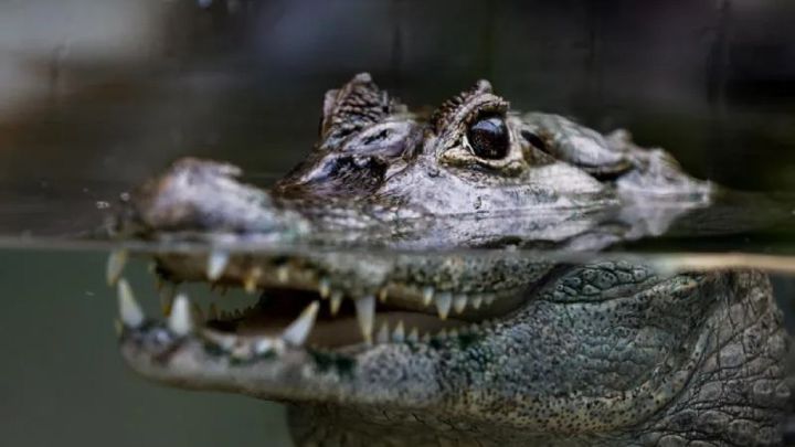 Nace un cocodrilo del Nilo en Zaragoza 