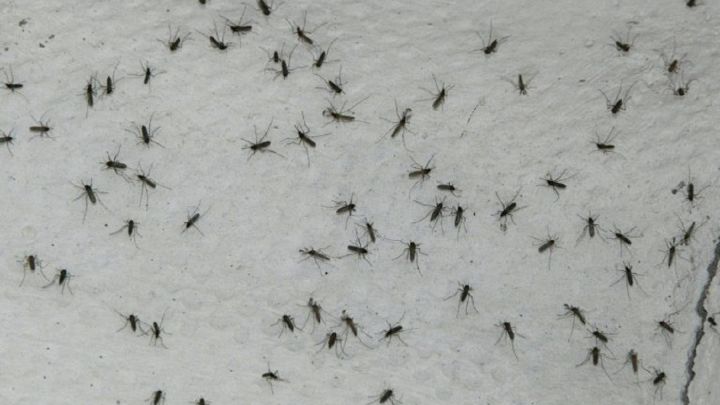 La mosca negra, la plaga que vuelve a España cada verano