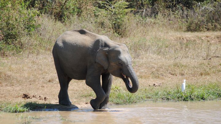 16 personas mueren tras el ataque de un elefante expulsado de su manada