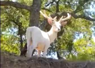 Captan en Andalucía una especie de ciervo muy rara