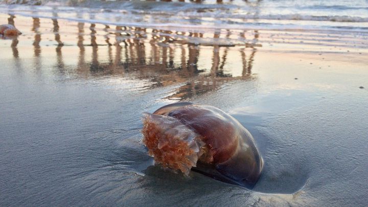 ¿Qué se debe hacer si te pica una medusa y cómo hay que tratar la picadura?
