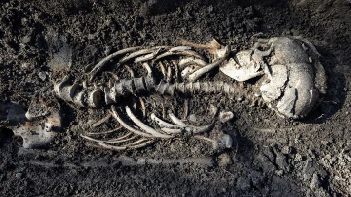 Descubren esqueletos de bebés vikingos en Suecia