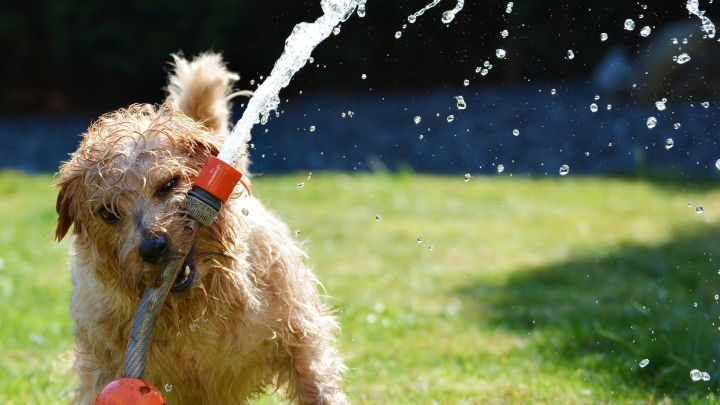 Qué hacer si tu perro sufre un golpe de calor este verano