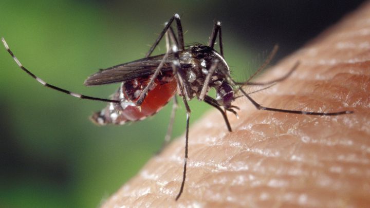 Lista de Sanidad de 50 repelentes eficaces frente al mosquito que transmite el virus del Nilo