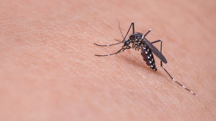 La ciencia explica por qué los mosquitos sólo atacan a algunas personas