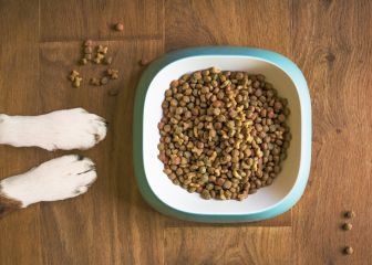 Alertan de bacterias resistentes a antibióticos en marcas de comida para perros
