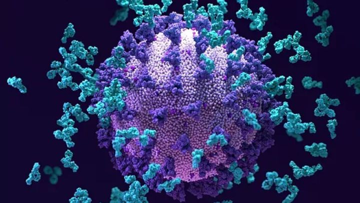 Descubren un 'superanticuerpo' capaz de bloquear las variantes del SARS-CoV-2 y otros coronavirus