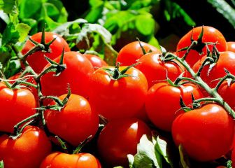 El sistema de defensa de los tomates