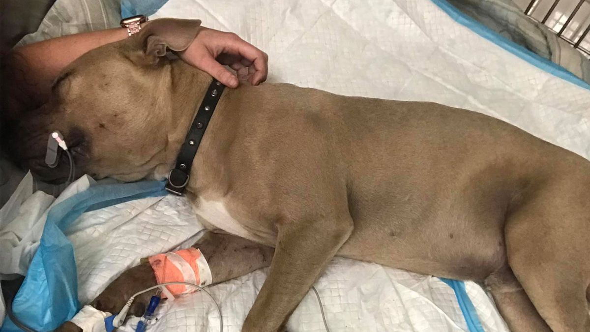 cachorro de Pitbull salva la vida a dos niños de - AS.com