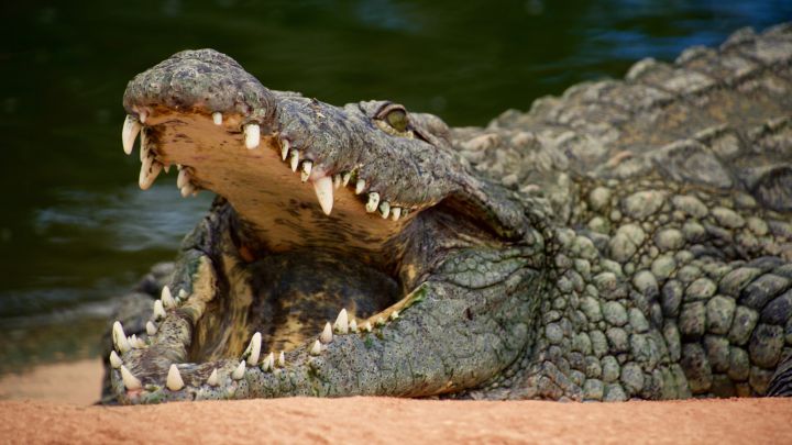 Una adolescente es atacada por un cocodrilo de más de 3,5 metros en el Pacífico mexicano