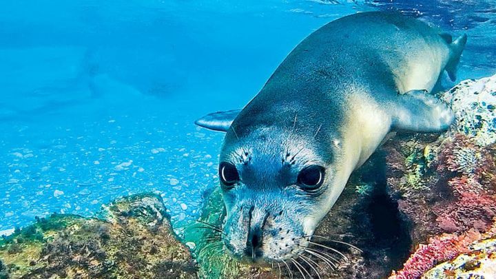 Matan a la célebre foca Kostis de un arponazo
