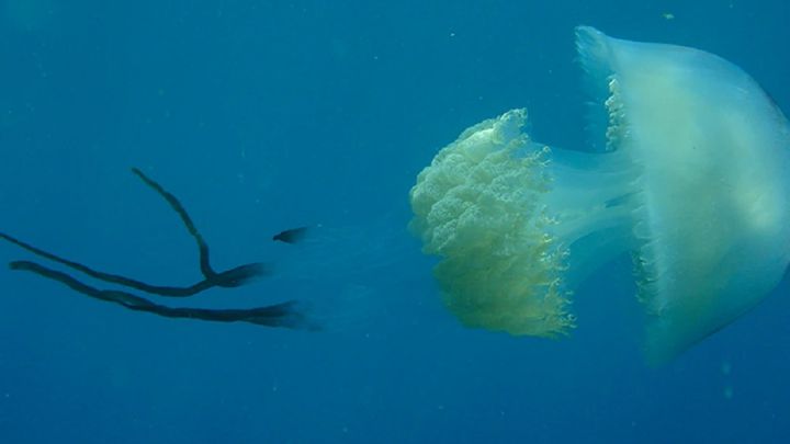 Encuentran en Motril medusas que pueden alcanzar los 40 kilos