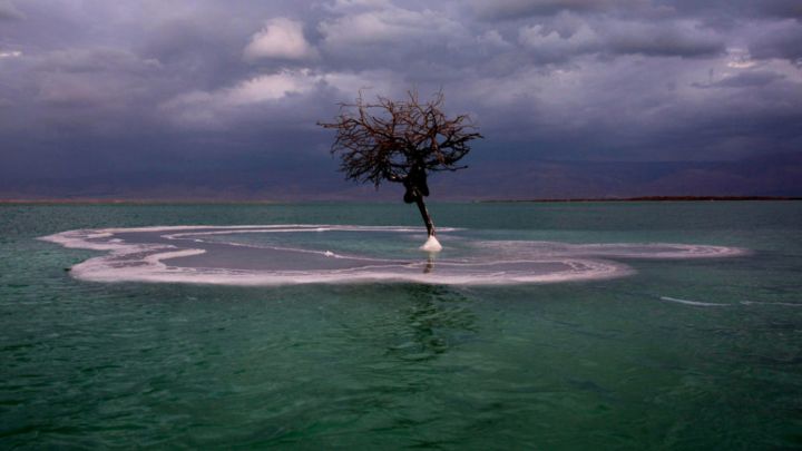 El insólito caso del árbol que crece en medio del Mar Muerto - AS.com