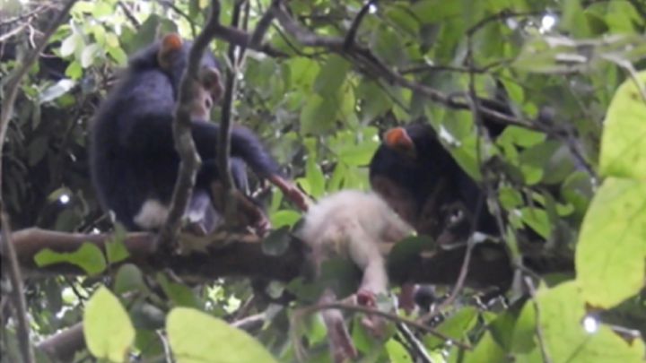 Un grupo de chimpancés acaba con la vida de una cría albina