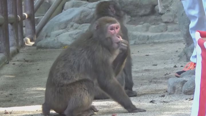 Yakei hace historia: primera hembra alfa de un grupo de macacos en 70 años