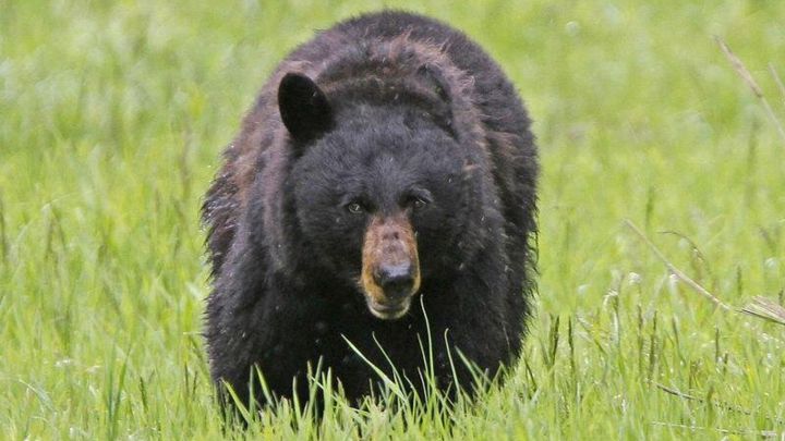 Un oso negro mata a una mujer que trabajaba en una plantación de árboles