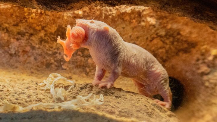 Nace un extraño ejemplar de rata en el Bioparc de Valencia