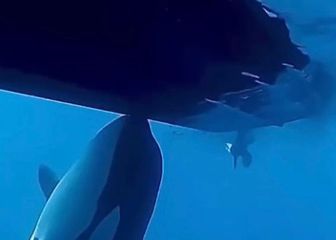 Las orcas detienen el tráfico marítimo en Cádiz