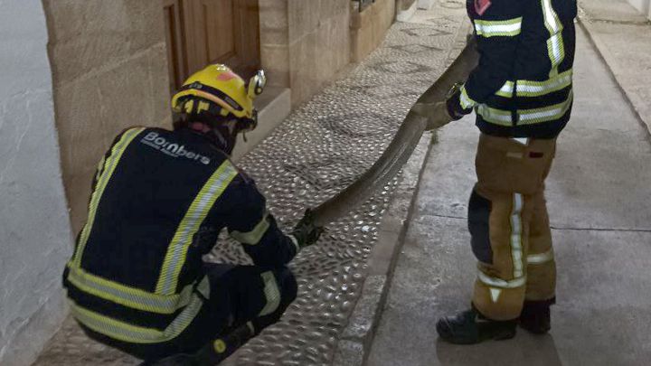 Una serpiente de 2,5 metros se 'pasea' por una calle de Alicante