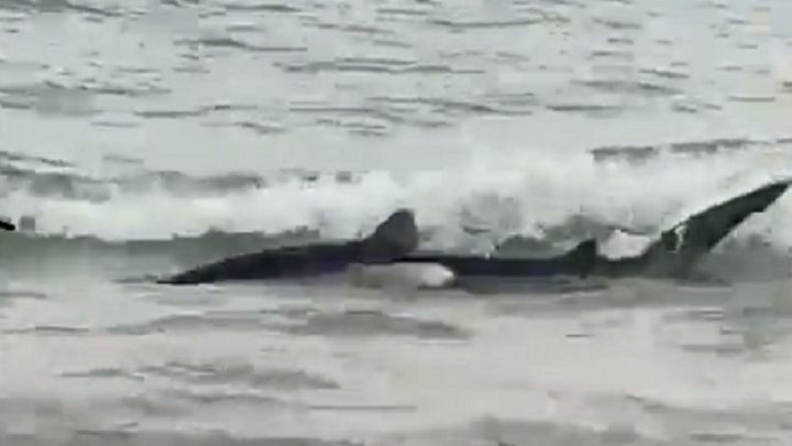 Un tiburón desorientado aparece en la playa de Benidorm