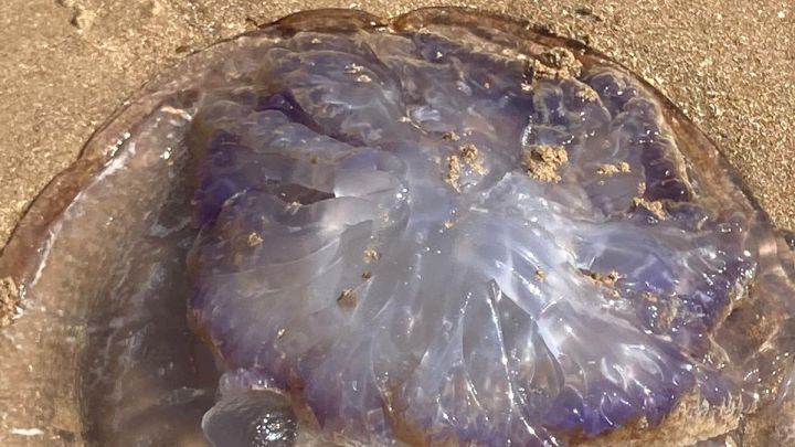 Avistan medusas gigantes muy raras de ver en las playas de Andalucía