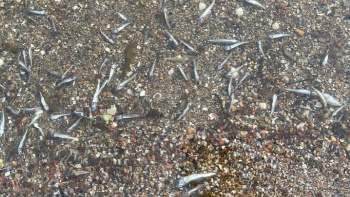 Miles de peces muertos aparecen en las playas del Mar Menor