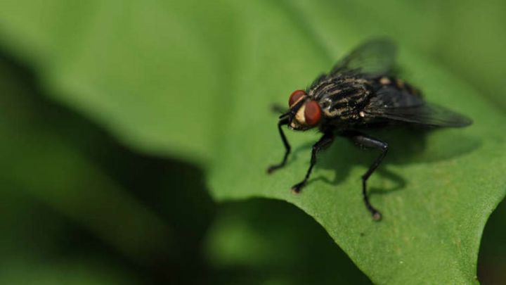 Alertan de una plaga de mosca negra tras la ola de calor
