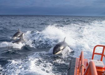 Los ataques de orcas se intensifican en Cádiz