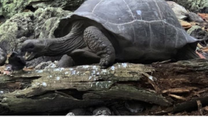 Descubren la primera tortuga gigante que caza y come pájaros
