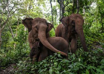 Descubren el secreto de la versatilidad de la trompa de los elefantes