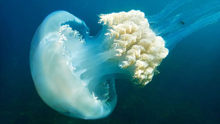 En busca un padre y su hijo por matar atrozmente a la última medusa de su especie